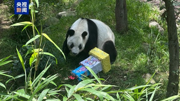 配资炒股入门知识 海外现存最长寿大熊猫“欣欣”在墨西哥城迎来35岁生日
